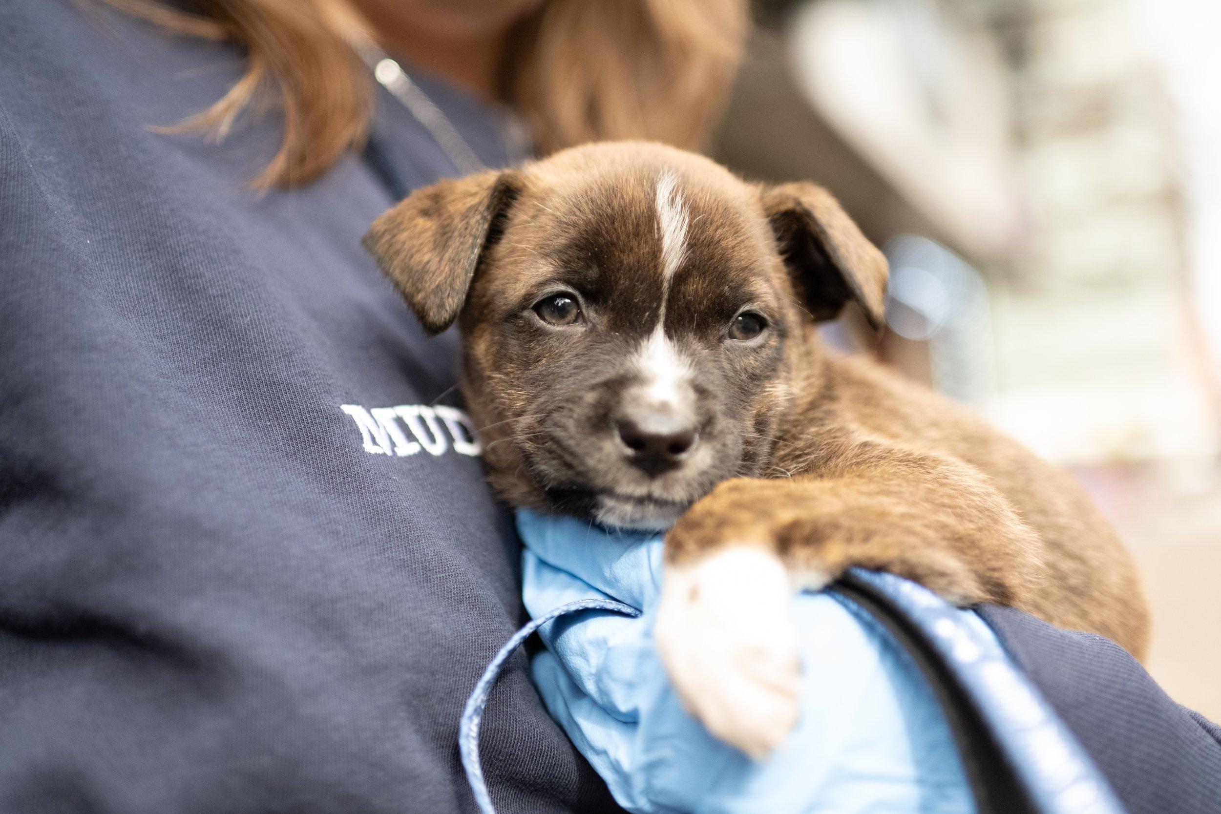 Rescued puppy in foster care through Main Line Animal Rescue